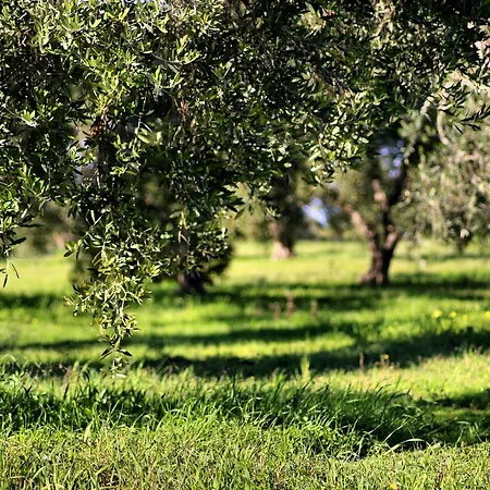 Mater Bed & Food-riserva Naturale Di Torre Guaceto Serranova