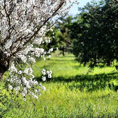 Bed & Breakfast Mater Bed & Food-riserva Naturale Di Torre Guaceto Serranova